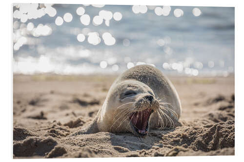 PVC-tavla Young seal on the beach on Sylt