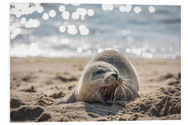 Tableau en PVC Jeune phoque sur la plage de Sylt