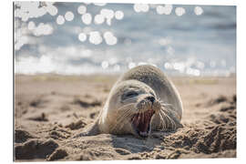 Gallery print Young seal on the beach on Sylt