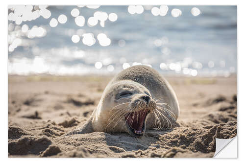 Vinilo para la pared Joven foca en la playa de Sylt