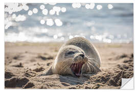 Naklejka na ścianę Young seal on the beach on Sylt