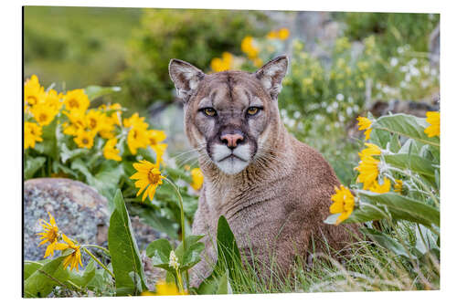 Aluminium print Puma in a flower field
