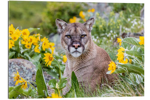 Quadro em plexi-alumínio Puma em um campo de flores