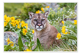 Poster Puma dans un champ de fleurs