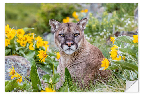 Wandsticker Puma in einem Blumenfeld