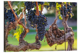 Magnettafel Herbstmorgen auf dem Weinberg