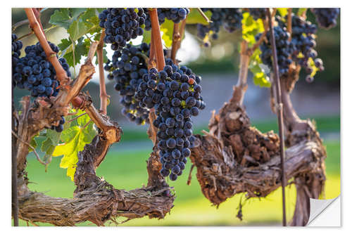 Selvklebende plakat Autumn morning on the vineyard