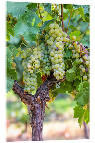 Akryylilasitaulu White Grapes on the Vine