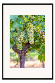 Gerahmter Kunstdruck Weiße Trauben am Rebstock