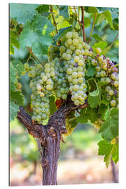 Gallery print White Grapes on the Vine