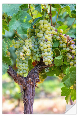 Naklejka na ścianę White Grapes on the Vine