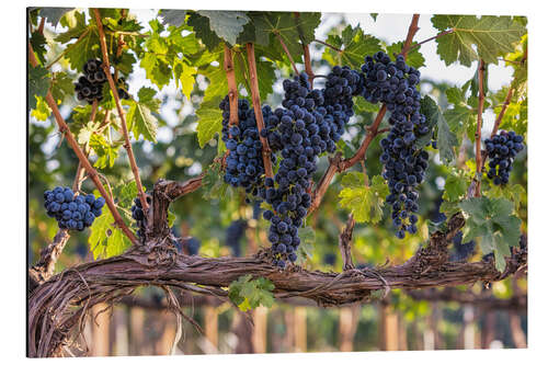 Aluminium print Large grapes in a vineyard