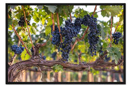 Gerahmter Kunstdruck Große Trauben in einem Weinberg