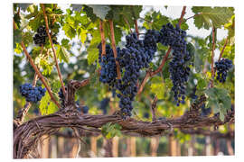 Print på skumplade Large grapes in a vineyard