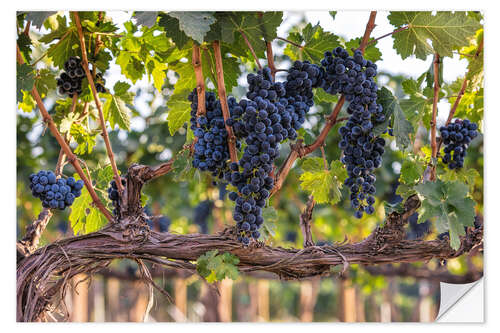 Selvklebende plakat Large grapes in a vineyard