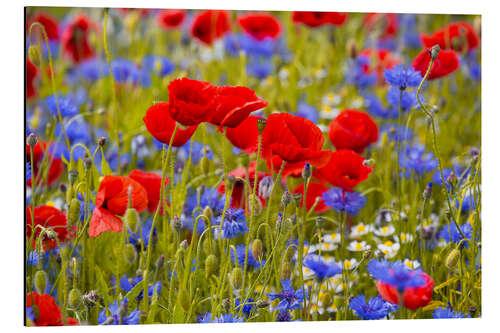 Aluminium print Poppies in the cornflower field