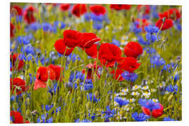 Foam board print Poppies in the cornflower field