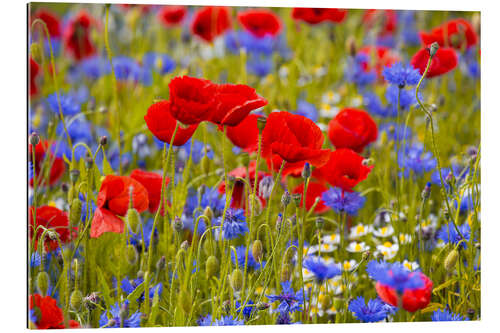 Tableau en plexi-alu Coquelicots dans un champ de bleuet