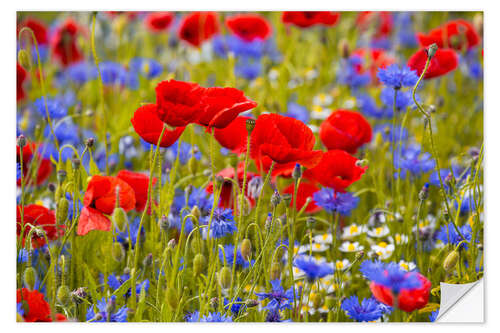 Selvklæbende plakat Poppies in the cornflower field