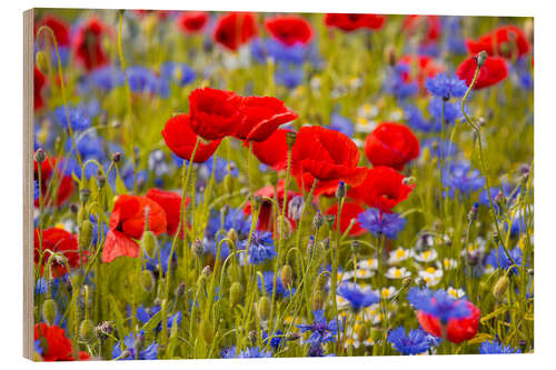 Trätavla Poppies in the cornflower field