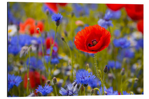 Aluminium print Poppy flower in the cornflower field