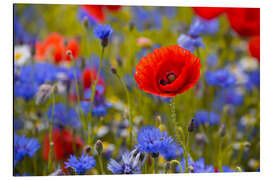 Aluminium print Poppy flower in the cornflower field