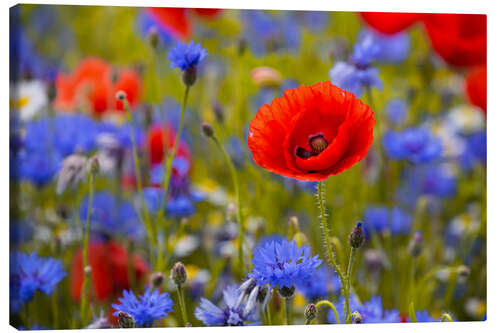 Tableau sur toile Fleurs de pavot dans un champ de bleuet