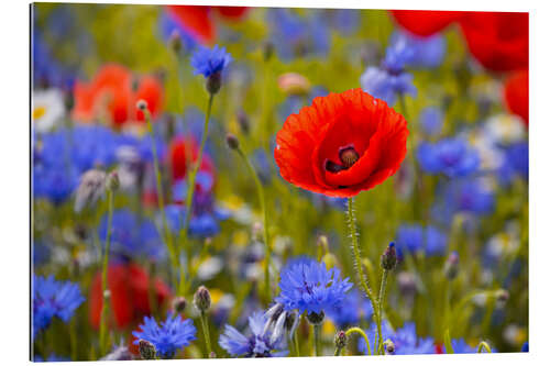 Gallery print Poppy flower in the cornflower field