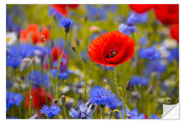 Selvklebende plakat Poppy flower in the cornflower field