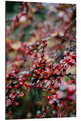 Aluminium print Winter bush