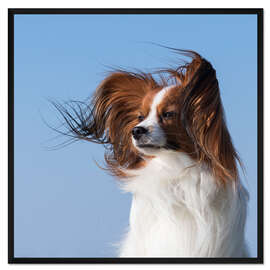 Gerahmter Kunstdruck Hündchen im Wind