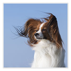 Wall print  Puppy dog in the wind - Heidi Bollich