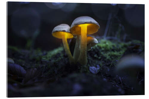 Acrylic print Magical, shining mushrooms