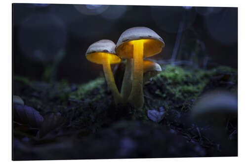 Aluminium print Magical, shining mushrooms