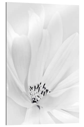 Gallery print Delicate flower