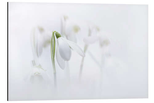 Aluminium print Natural Snowdrops