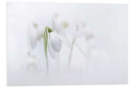 PVC print Natural Snowdrops