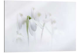 Gallery print Natural Snowdrops