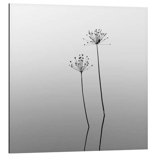 Tableau en aluminium Mélancolie, fleurs dans l'eau