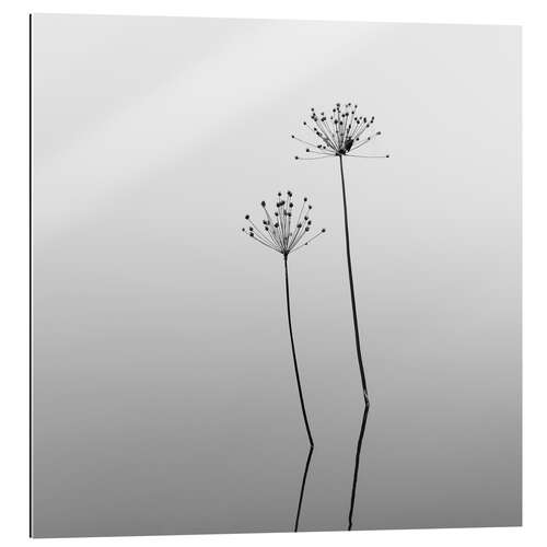 Gallery print Melancholy - flowers in the water