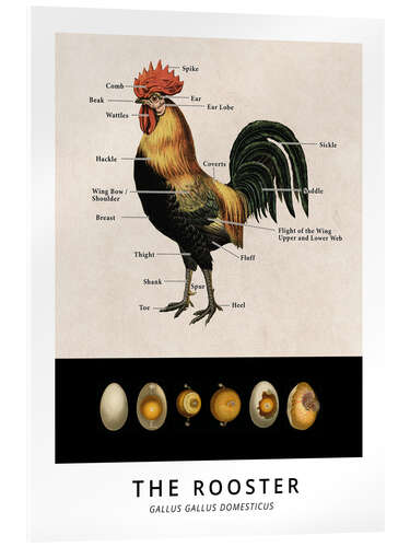 Acrylic print The Rooster, Diagram (Vintage)