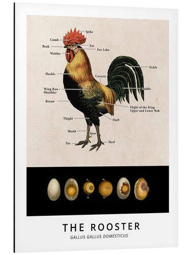 Alubild Der Hahn, Diagramm (Vintage)