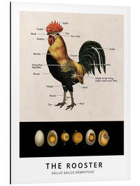 Aluminiumtavla The Rooster, Diagram (Vintage)