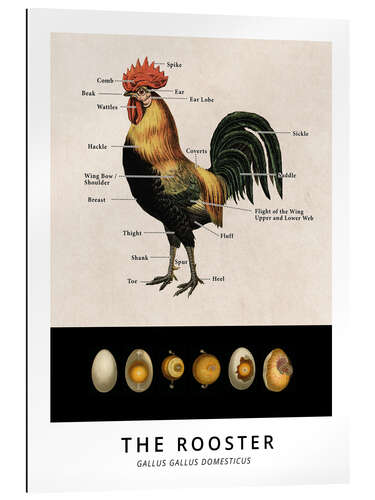 Galleriprint The Rooster, Diagram (Vintage)