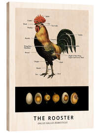 Wood print The Rooster, Diagram (Vintage)