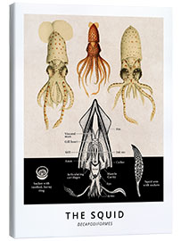 Leinwandbild Der Tintenfisch, Diagramm (Vintage) - Vintage Educational Collection