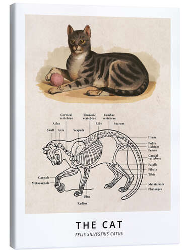 Leinwandbild Die Katze, Diagramm (Vintage)