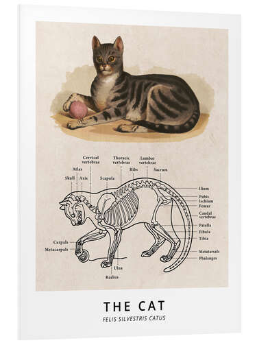 PVC print The Cat, Diagram (Vintage)