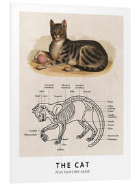 Tableau en PVC Le chat, schéma vintage (anglais)