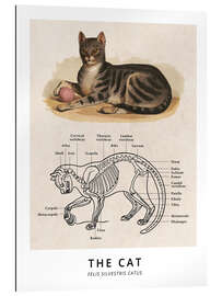 Galleritryk The Cat, Diagram (Vintage)